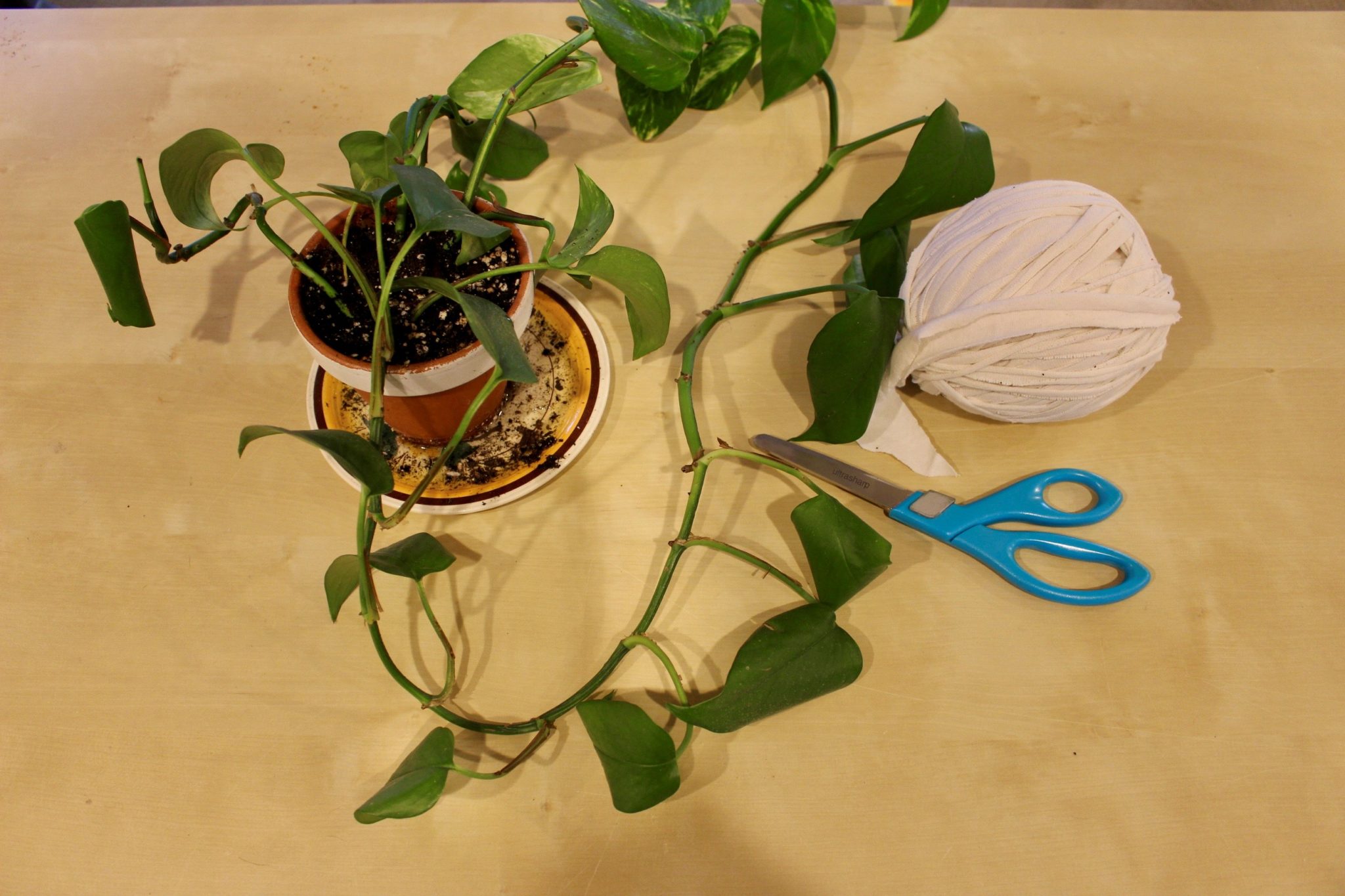 Craft a DIY Plant Holder Goodwill Akron